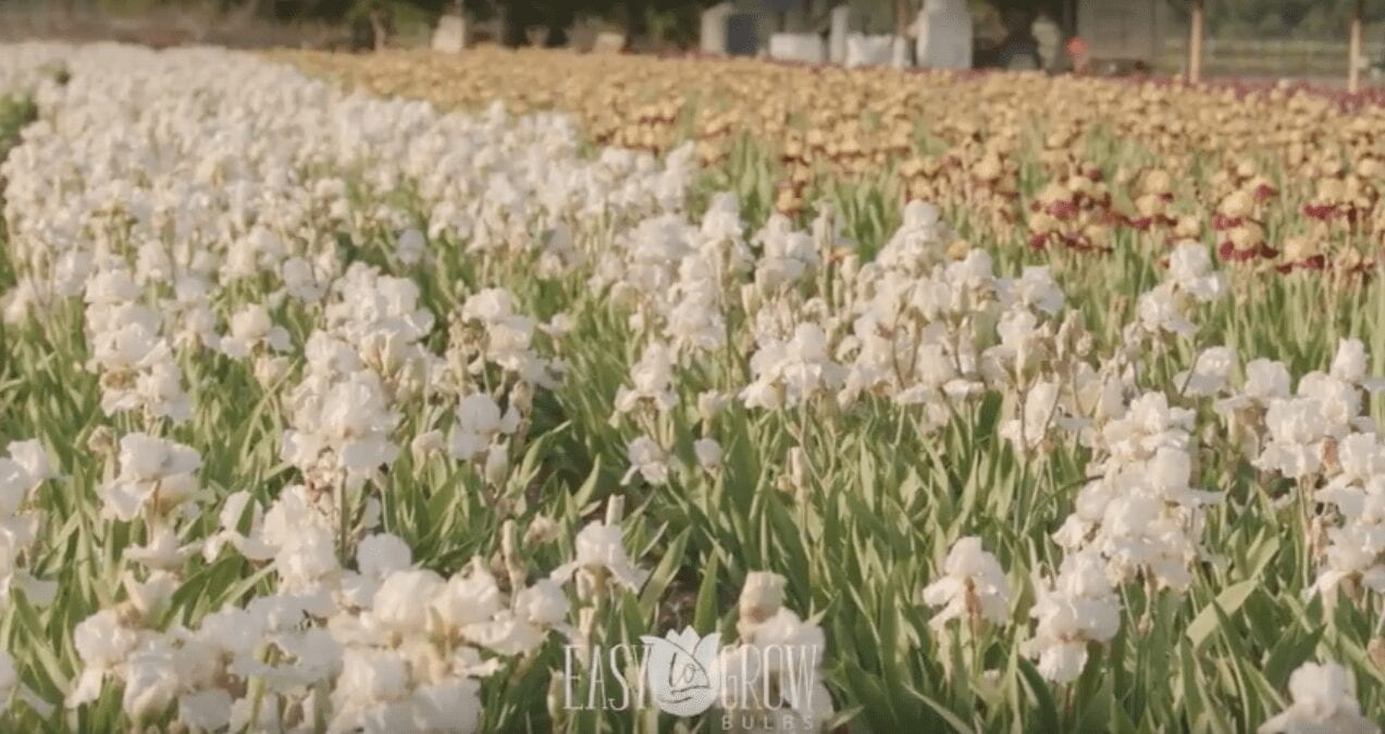 Easy To Grow Bulbs Promo Video Evermoore Films Videography   Screen Shot 2017 08 02 At 9.05.51 PM 